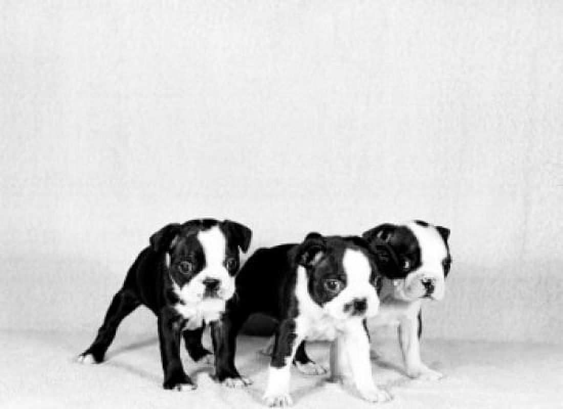 Studio portrait of Boston Terrier puppies Canvas Art - (18 x 24)