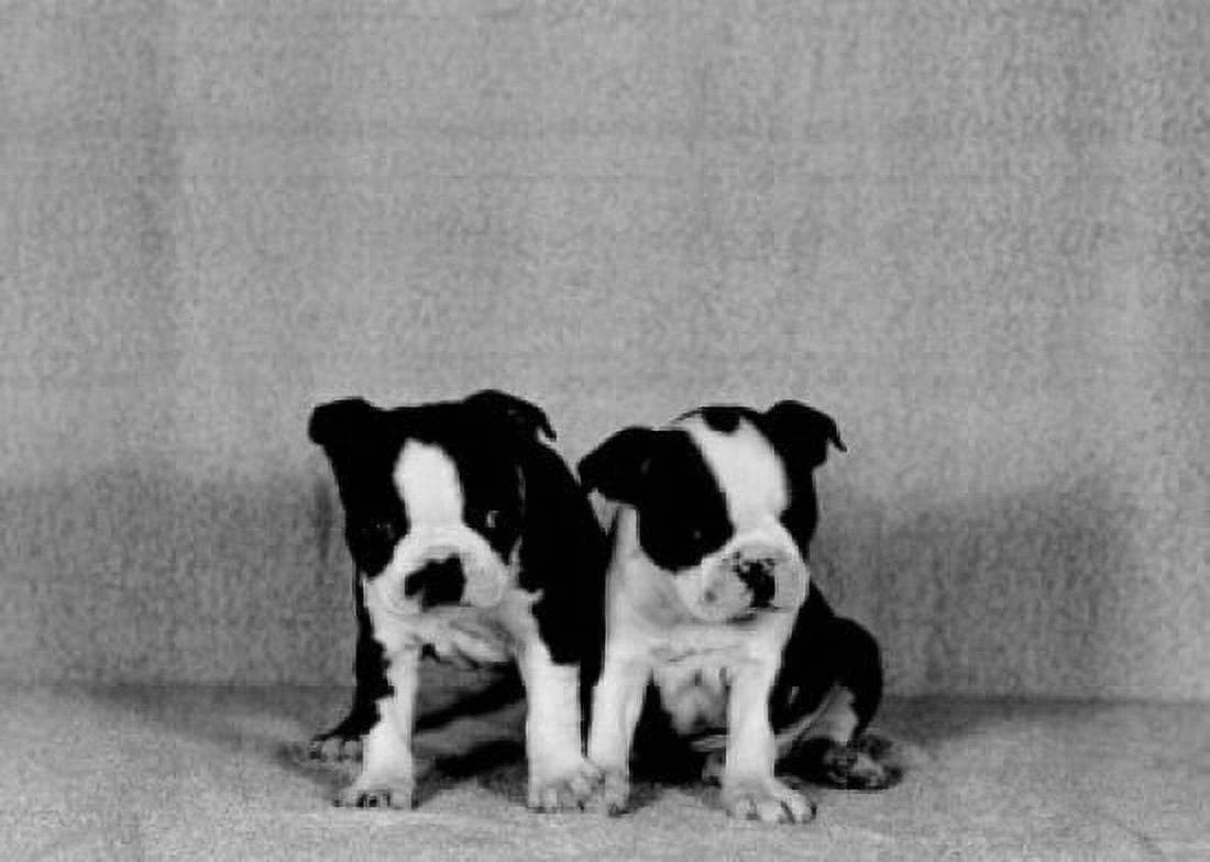 Studio portrait of Boston Terriers puppies Canvas Art - (18 x 24)