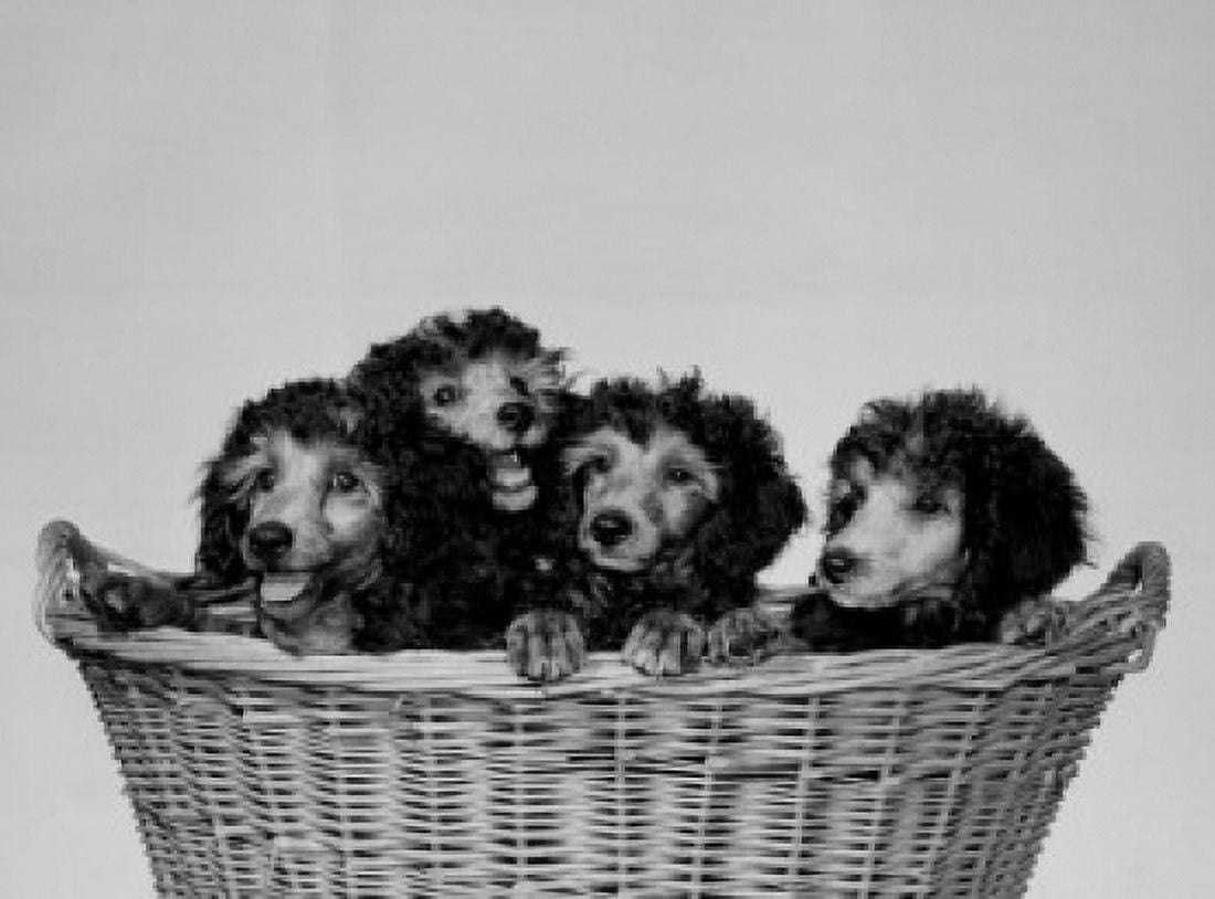 Studio portrait of silver poodle puppies in wicker basket Canvas Art - (24 x 36)