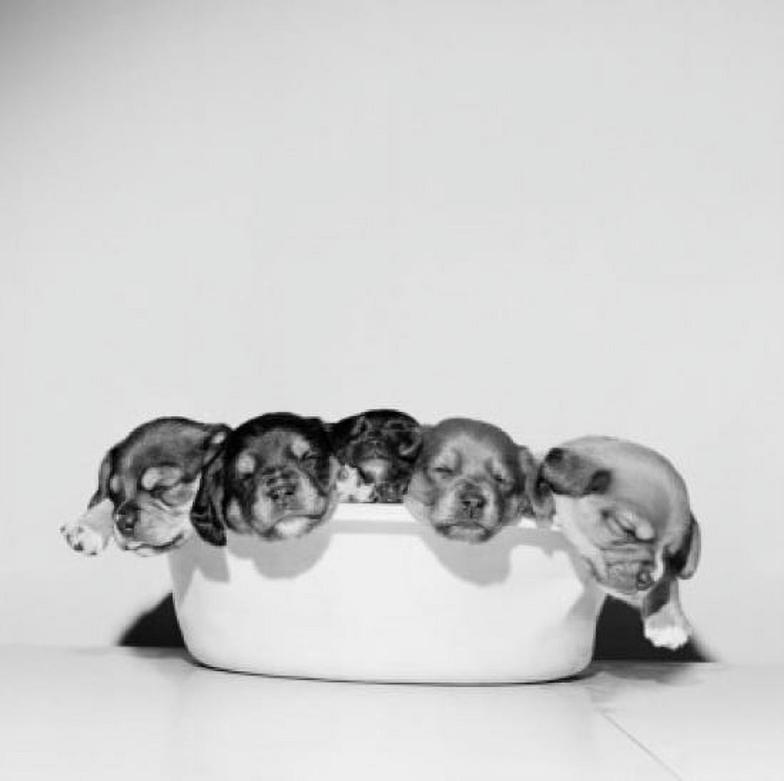 Studio portrait of sleeping puppies in tub Canvas Art - (24 x 36)