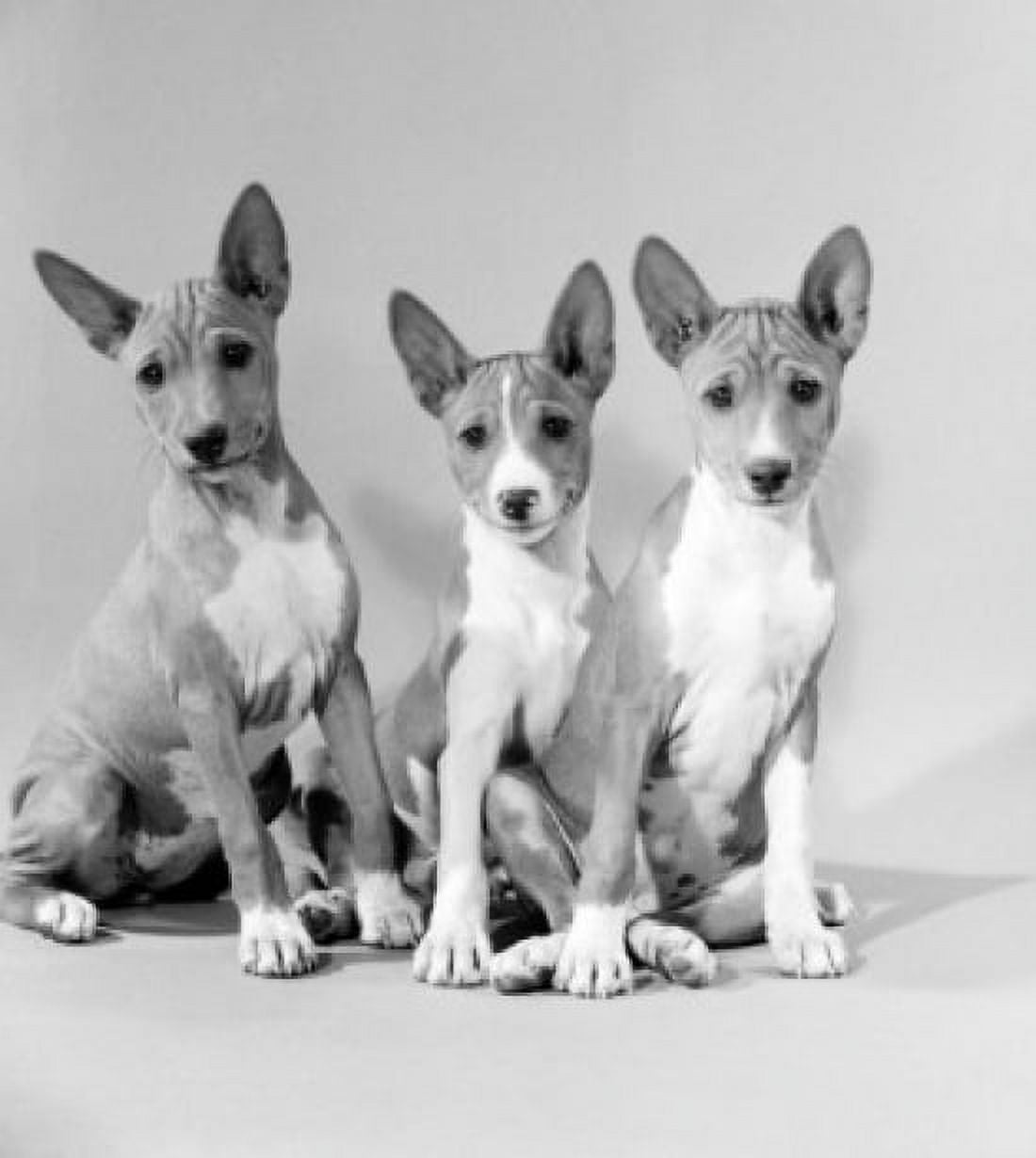 Studio shot of Basenji dogs Canvas Art - (18 x 24)