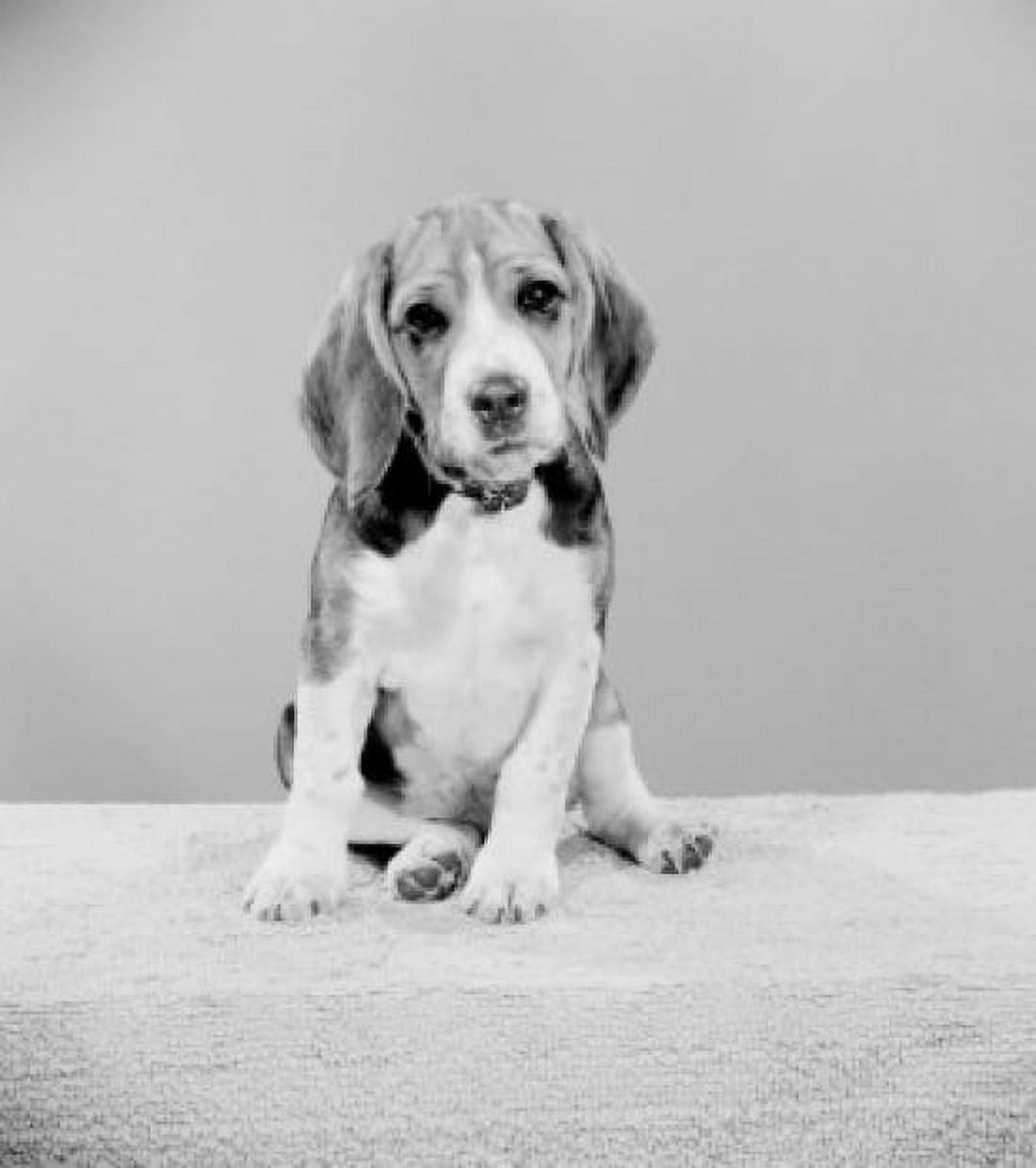 Studio shot of Beagle Canvas Art - (18 x 24)