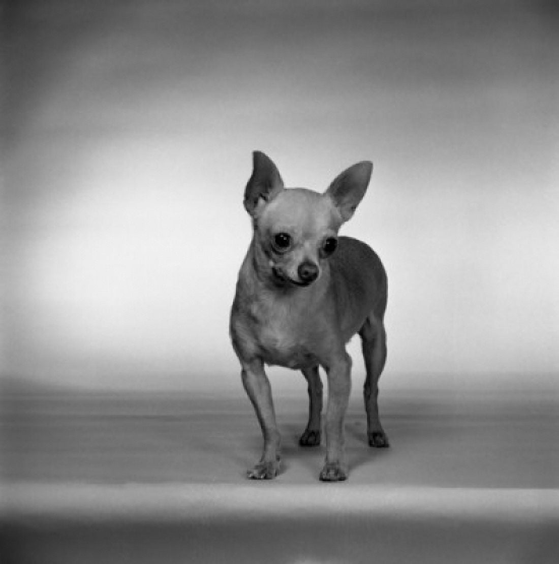 Studio shot of Chihuahua Canvas Art - (24 x 36)