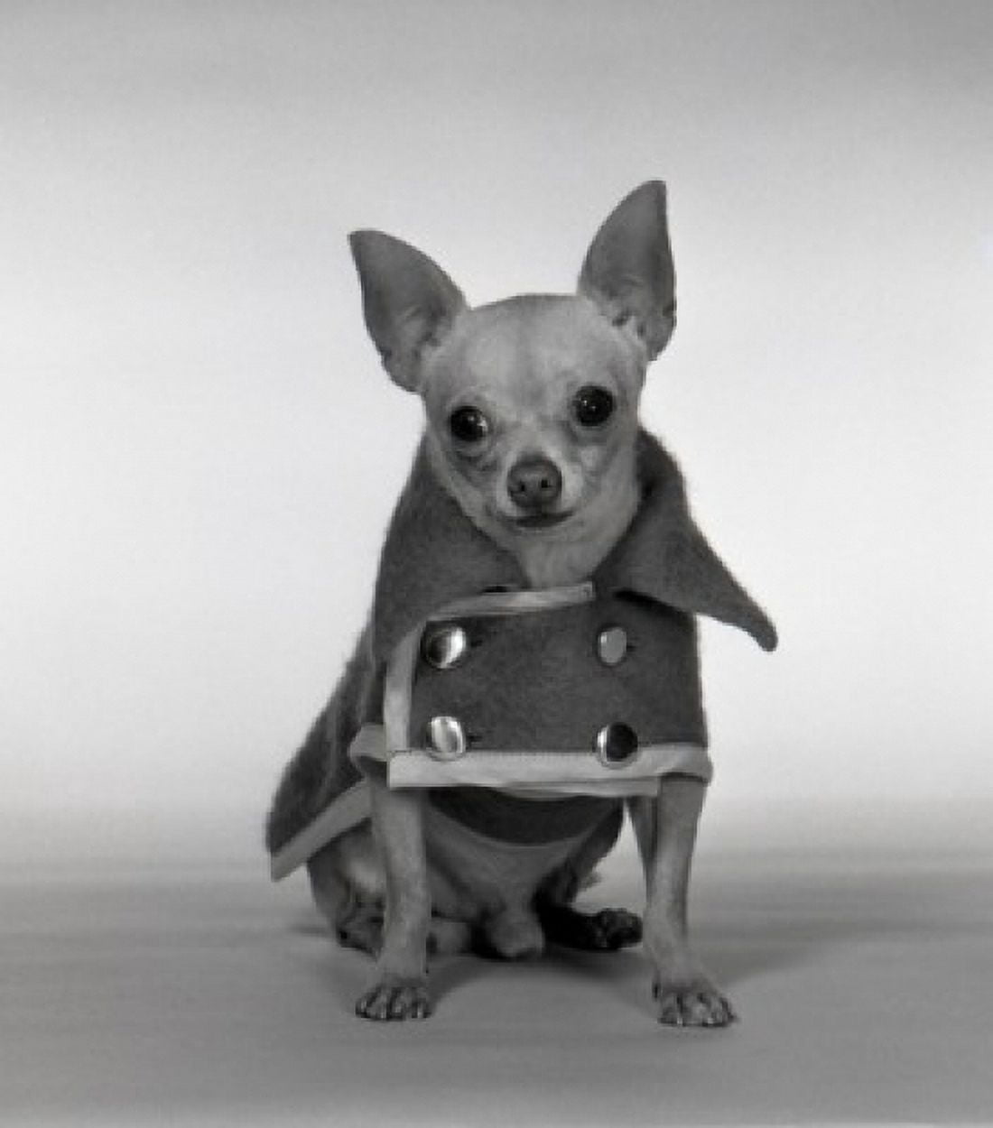 Studio shot of Chihuahua wearing coat Canvas Art - (18 x 24)