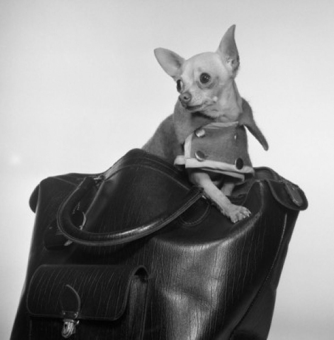 Studio shot of Chihuahua wearing coat sitting in bag Canvas Art -  (18 x 24)
