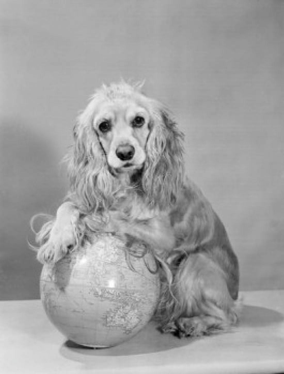 Studio shot of Cocker Spaniel with globe Canvas Art - (24 x 36)