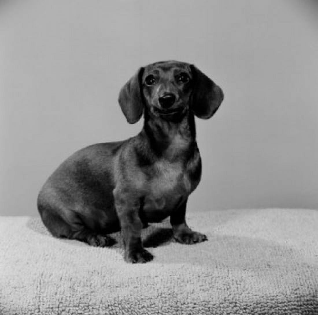 Studio shot of Dachshund Canvas Art - (24 x 36)