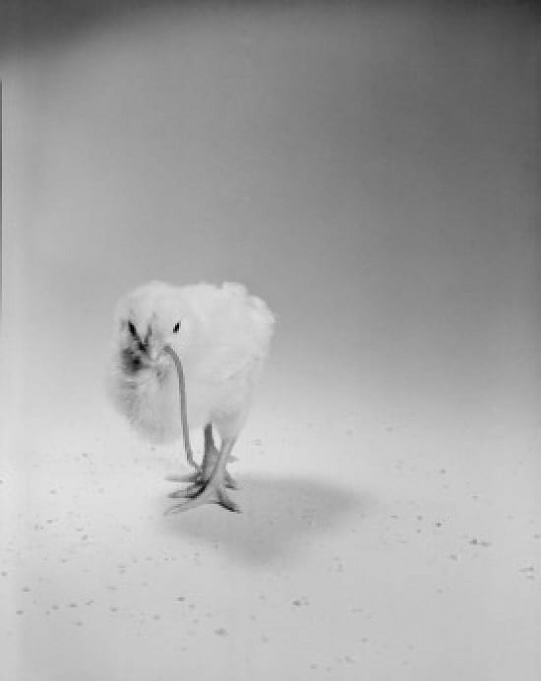 Studio shot of chicken eating earthworm Canvas Art - (24 x 36)