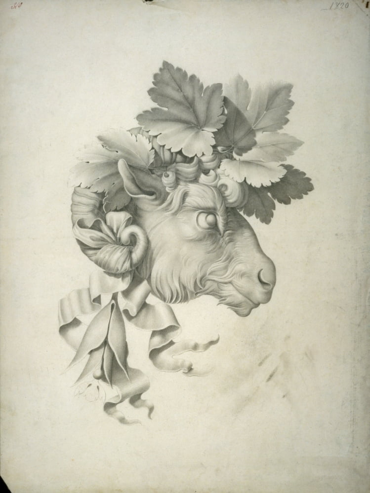 Study For The Print Of A Ram Head Adorned With Vine Leaves Canvas Art - (18 x 24)