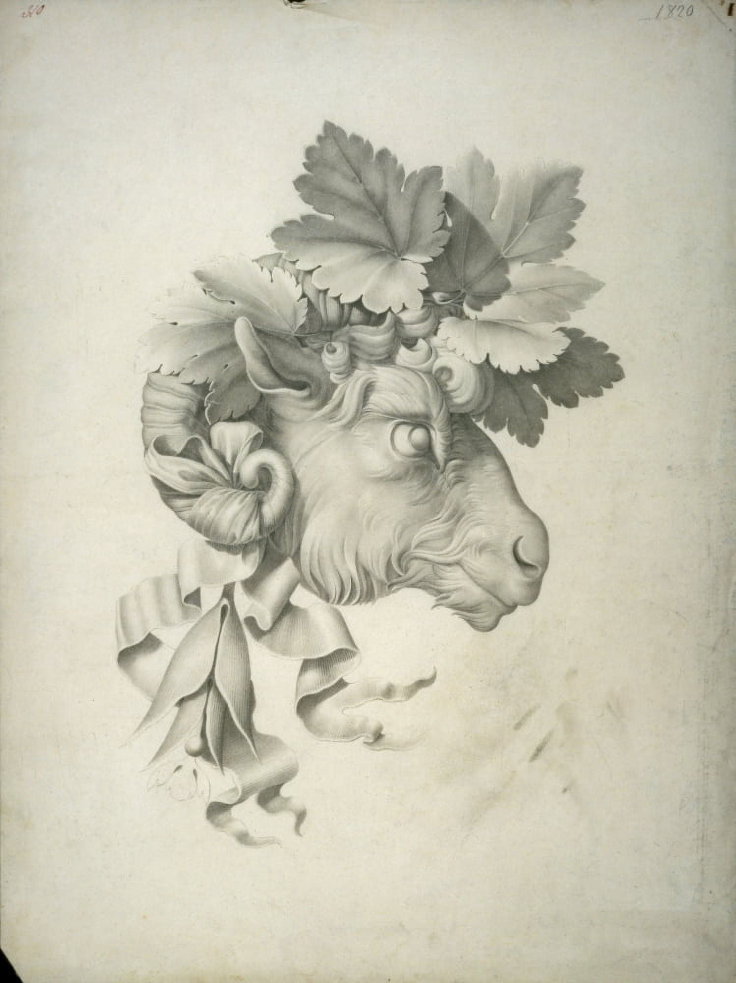 Study For The Print Of A Ram Head Adorned With Vine Leaves Canvas Art - (24 x 36)