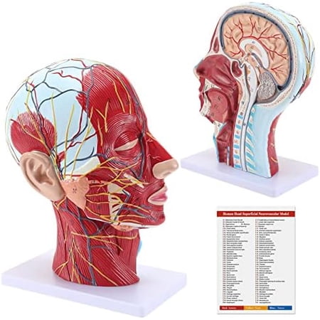 Study Model, 1:1 Human Head Superficial Neurovascular Model - Face Anatomy Medical Brain Neck Median Section Study Model, Teaching Tool$$Tools & Hardware Other