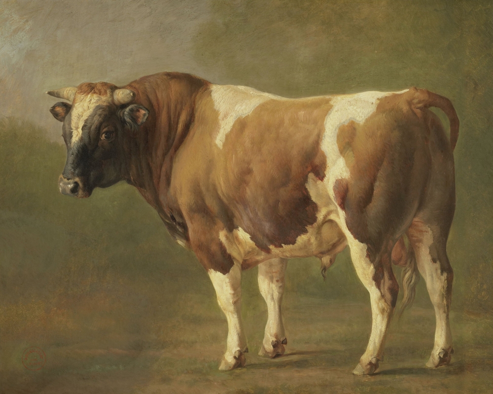 Study Of A Bull Canvas Art - (36 x 24)