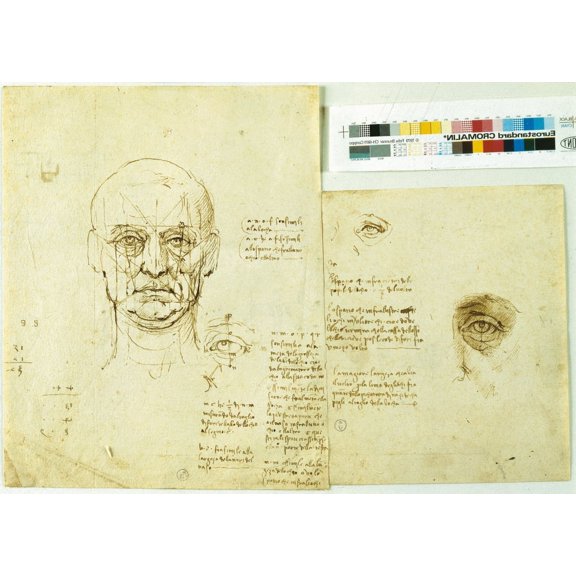 Study Of The Proportions Face And Eye Studio Proportion Of Ear Canvas Art - (36 x 24)
