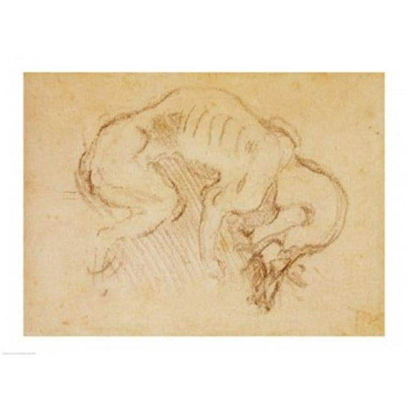 Study of A Dog Poster Print by Michelangelo Buonarroti - 24 x 18 in.