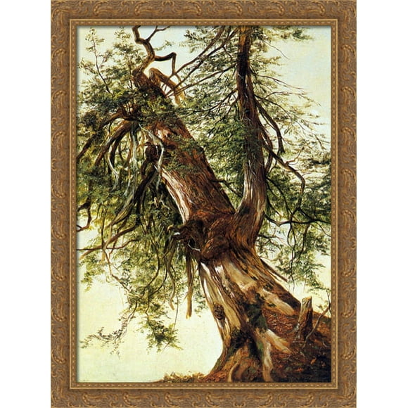 Study of a Cedar 28x38 Large Gold Ornate Wood Framed Canvas Art by David Johnson
