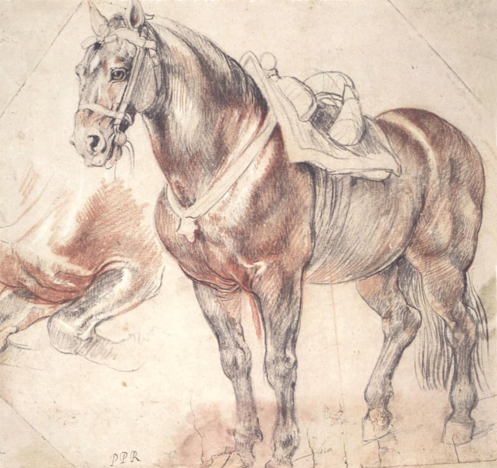 Study of a Horse Canvas Art - PP Rubens (18 x 24)