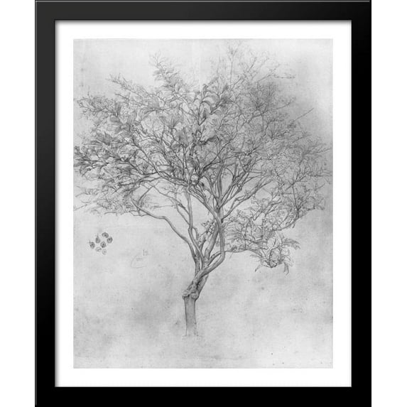 Study of a Lemon Tree 28x34 Large Black Wood Framed Print Art by Lord Frederick Leighton