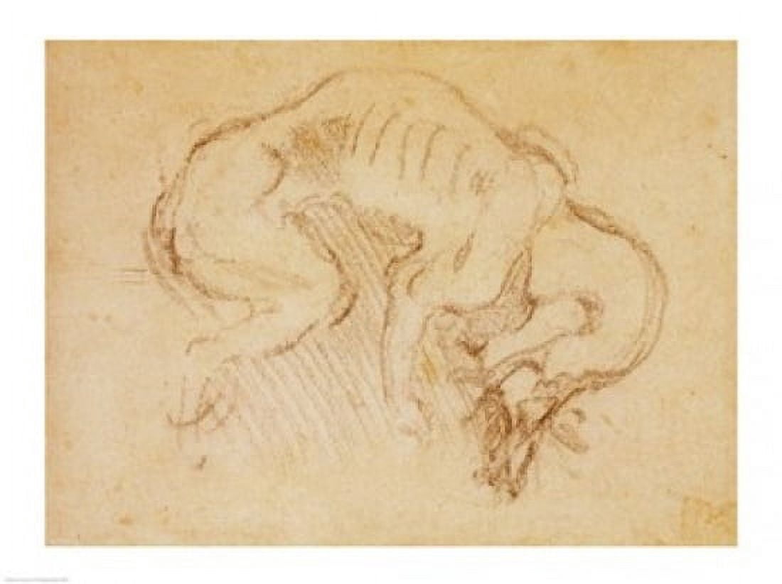 Study of a dog Canvas Art - Michelangelo Buonarroti (24 x 18)