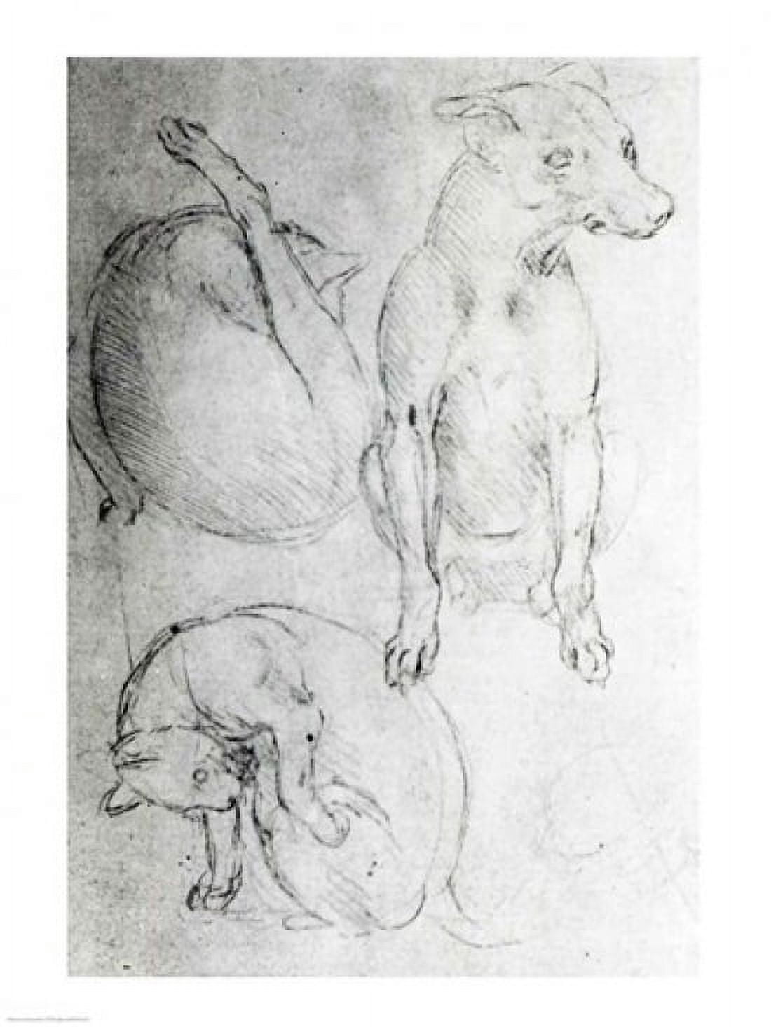 Study of a dog and a cat Canvas Art - Leonardo Da Vinci (18 x 24)