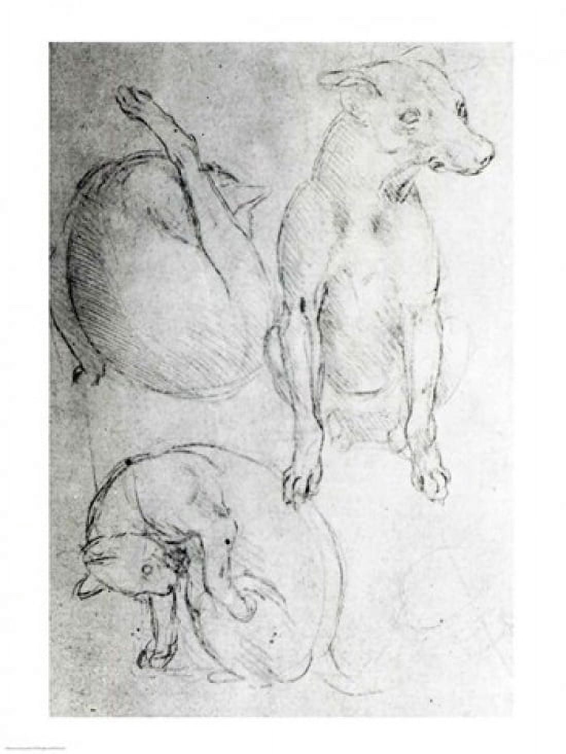 Study of a dog and a cat Canvas Art - Leonardo Da Vinci (24 x 36)