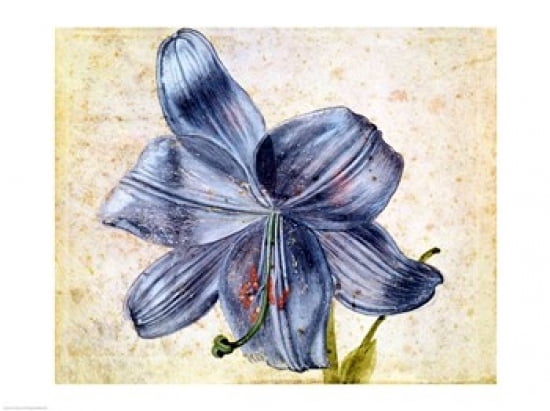 Study of a lily 1526 Canvas Art - Albrecht Durer (36 x 24)