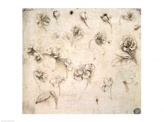 Study of the Flowers of Grass-like Plants Canvas Art - Leonardo Da Vinci (24 x 18)