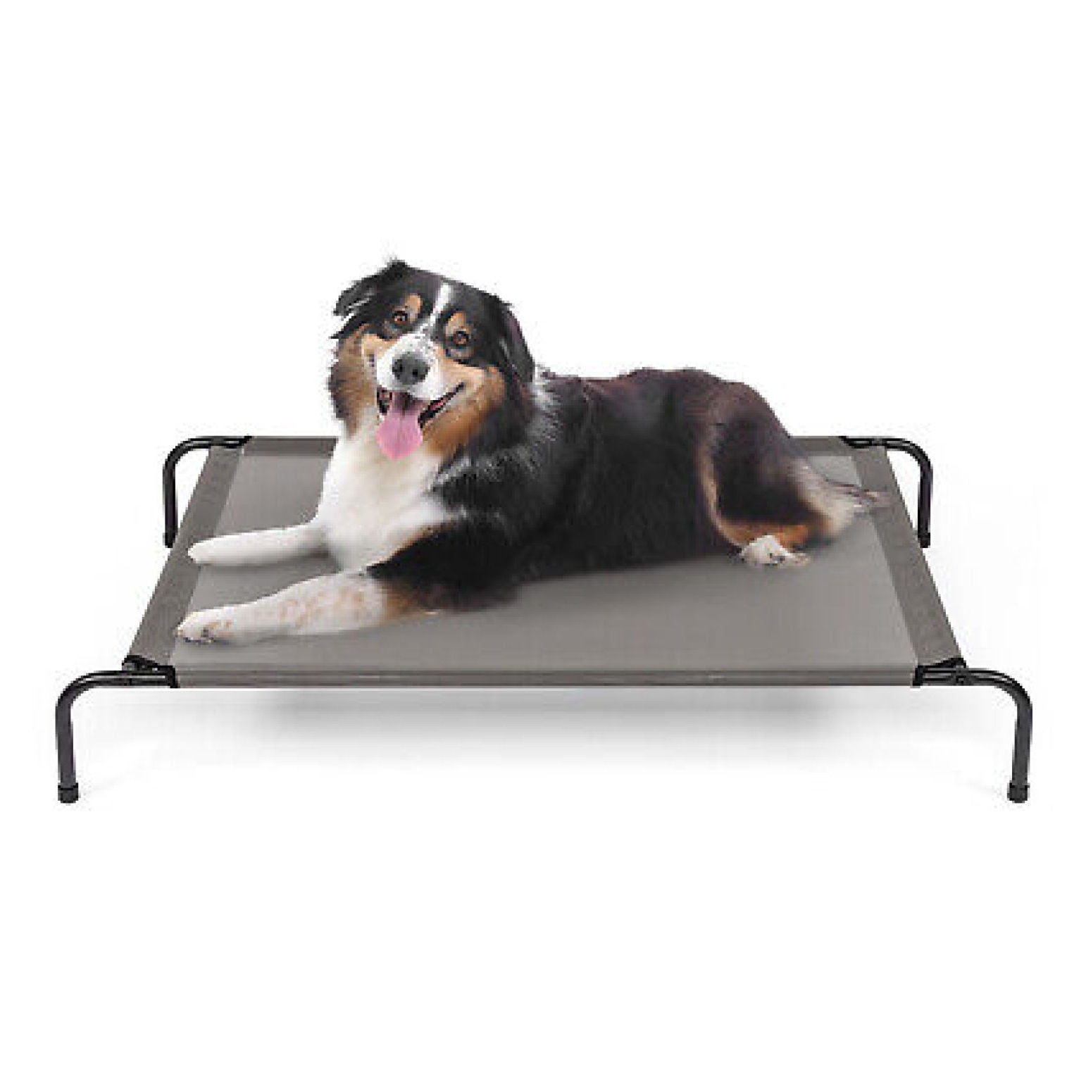 Iron dog bed sales