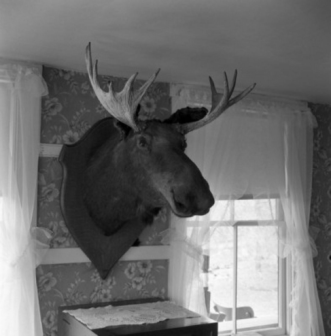 Stuffed head of moose Canvas Art - (18 x 24)