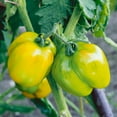 thumbnail image 1 of Stuffer Green Tomato Seeds - 1 Oz ~6800 Seeds - Non-GMO, Heirloom - Vegetable Garden - Solanum lycopersicum, 1 of 1