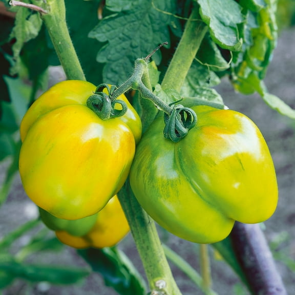 Stuffer Green Tomato Seeds - 1 Oz ~6800 Seeds - Non-GMO, Heirloom - Vegetable Garden - Solanum lycopersicum