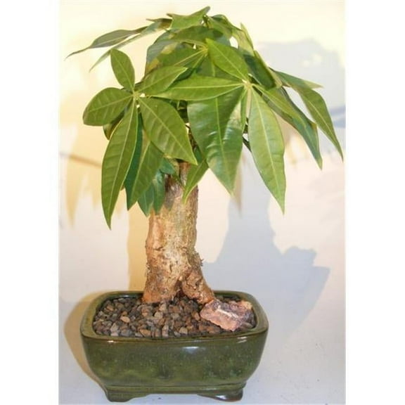 Stump Style Pachira Aquatica Money Bonsai Tree