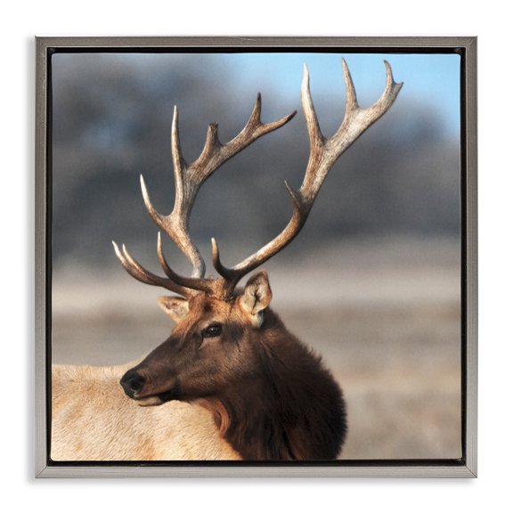 Stupell Industries Stunning Elk Portrait Gray Framed Floater Canvas Wall Art, design by Danita Delimont, 18 x 18