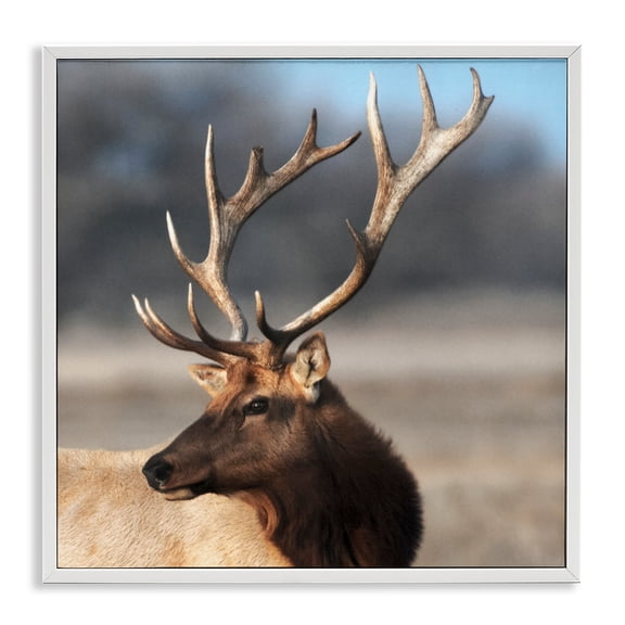 Stupell Industries Stunning Elk Portrait White Framed Giclee Art, design by Danita Delimont, 12 x 12