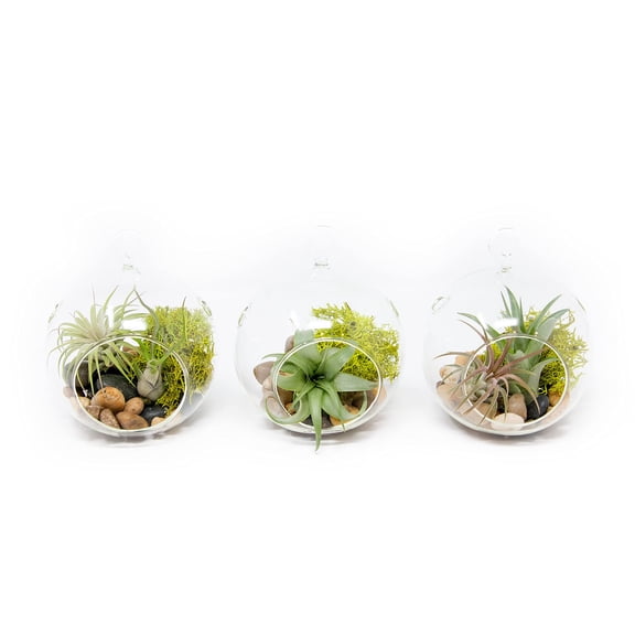 Stunning Flat Bottom 3 Globe Plant Terrarium Kits - 5 Small Assorted Air Plants, Beige Stones and Moss in Propagation Jar - Home and Garden Decor Plant Pot - Easy Care Indoor and Outdoor Plant Vase