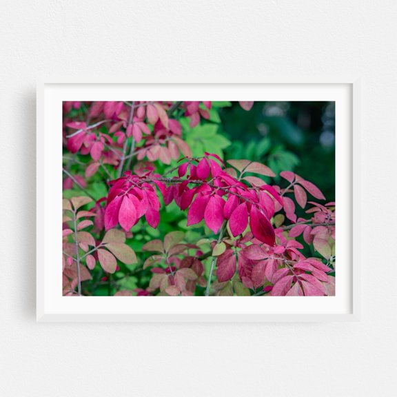 Stunning Red Colors of Early Autumn - Pennsylvania Photography Autumn Botanical Nature Floral Garden Woods White Framed Wall Art Print 6 x 8 inches