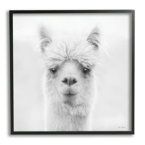 Stupell Alpaca Portrait Country Farm Animal Animals & Insects Photography Black Framed Art Print Wall Art