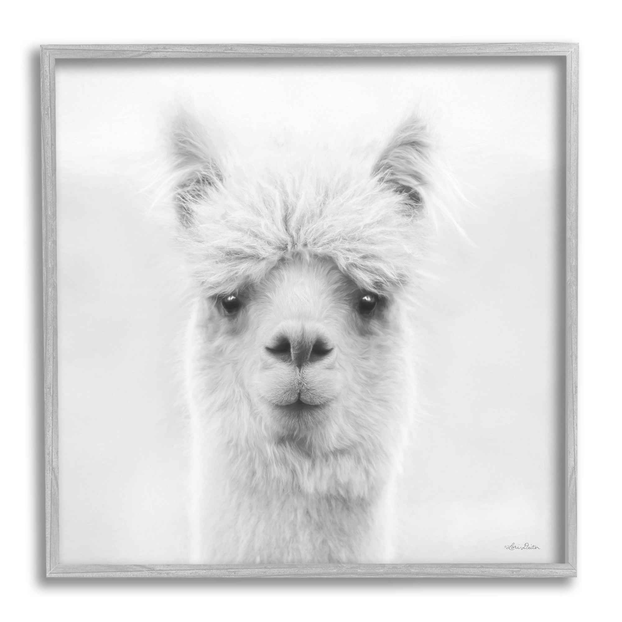 Stupell Alpaca Portrait Country Farm Animal Animals & Insects Photography Gray Framed Art Print Wall Art