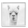 thumbnail image 1 of Stupell Alpaca Portrait Country Farm Animal Animals & Insects Photography White Framed Art Print Wall Art, 1 of 7