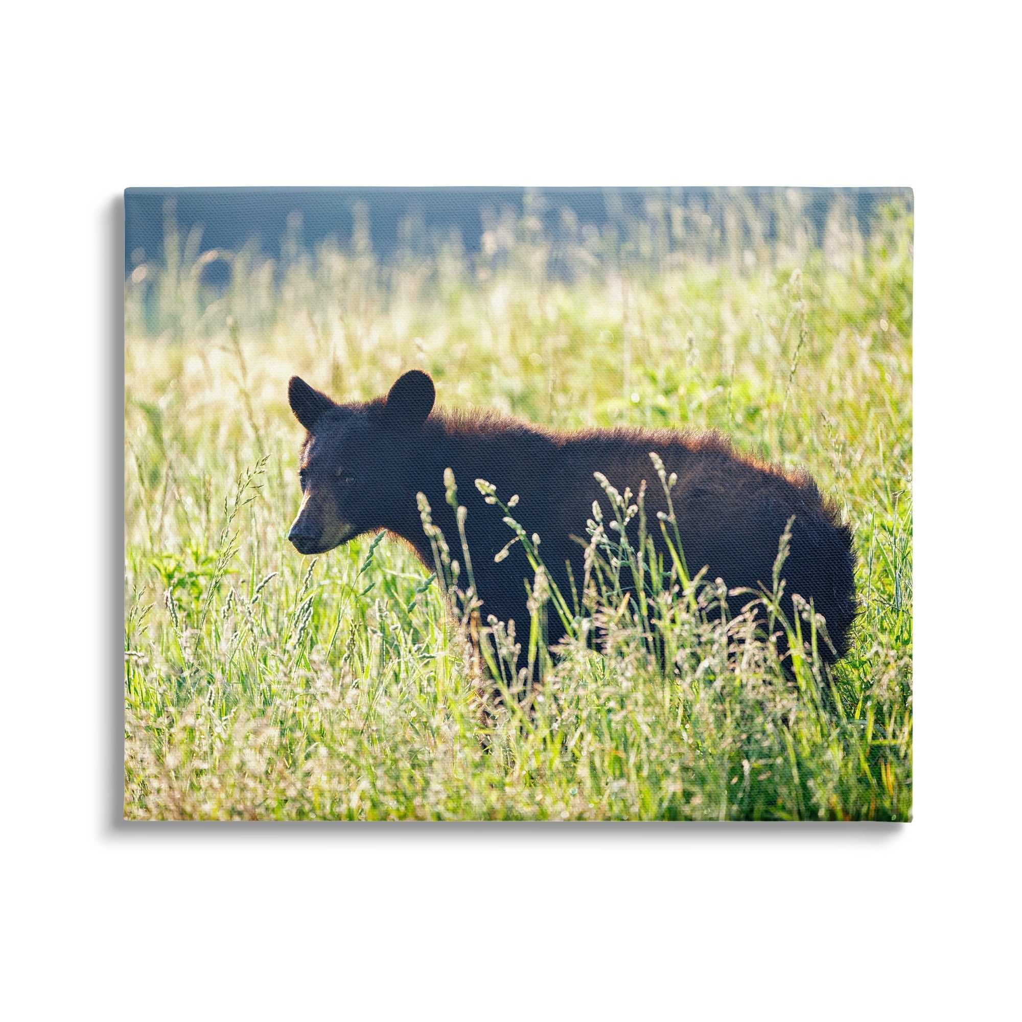 Stupell Baby Bear Tall Grassland Landscape Photography Gallery Wrapped Canvas Print Wall Art