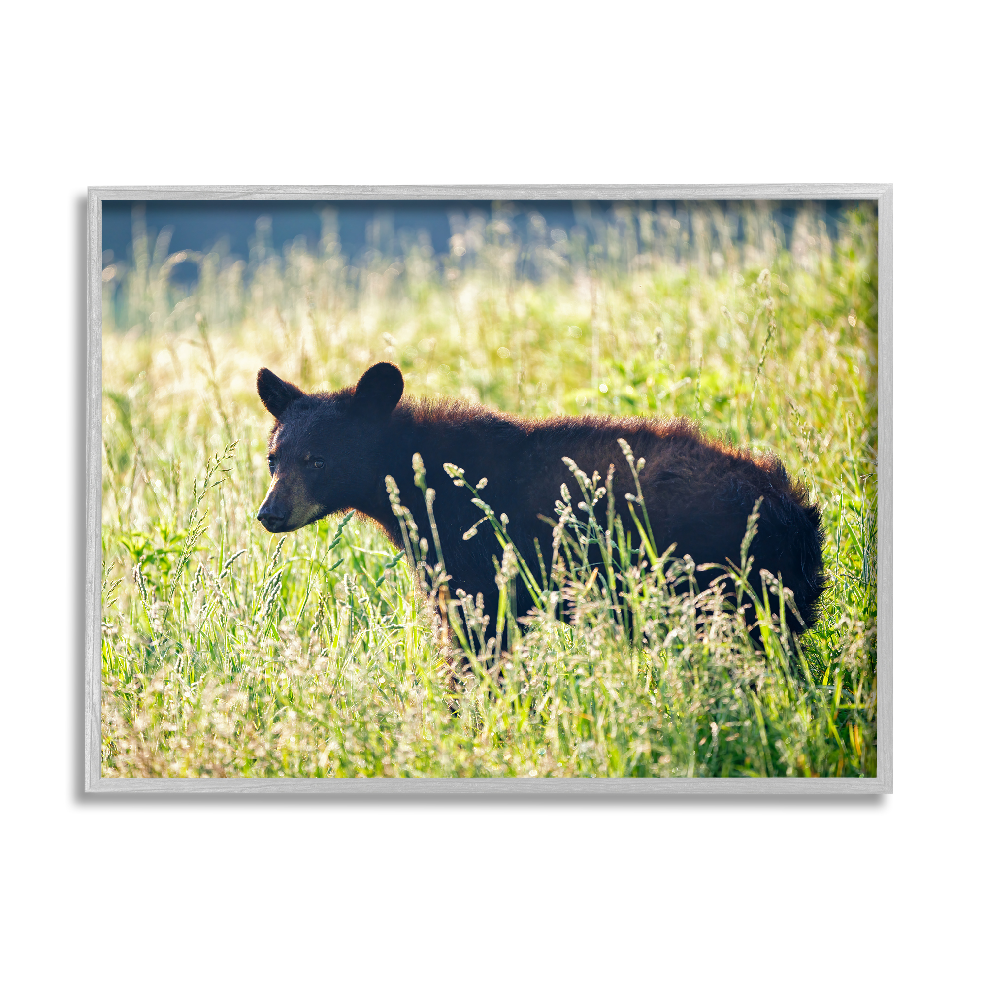 Stupell Baby Bear Tall Grassland Landscape Photography Gray Framed Art Print Wall Art