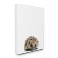 thumbnail image 1 of Stupell  Baby Hedgehog' Studio Photo Stretched Canvas Wall Art 16 x 20, 1 of 5