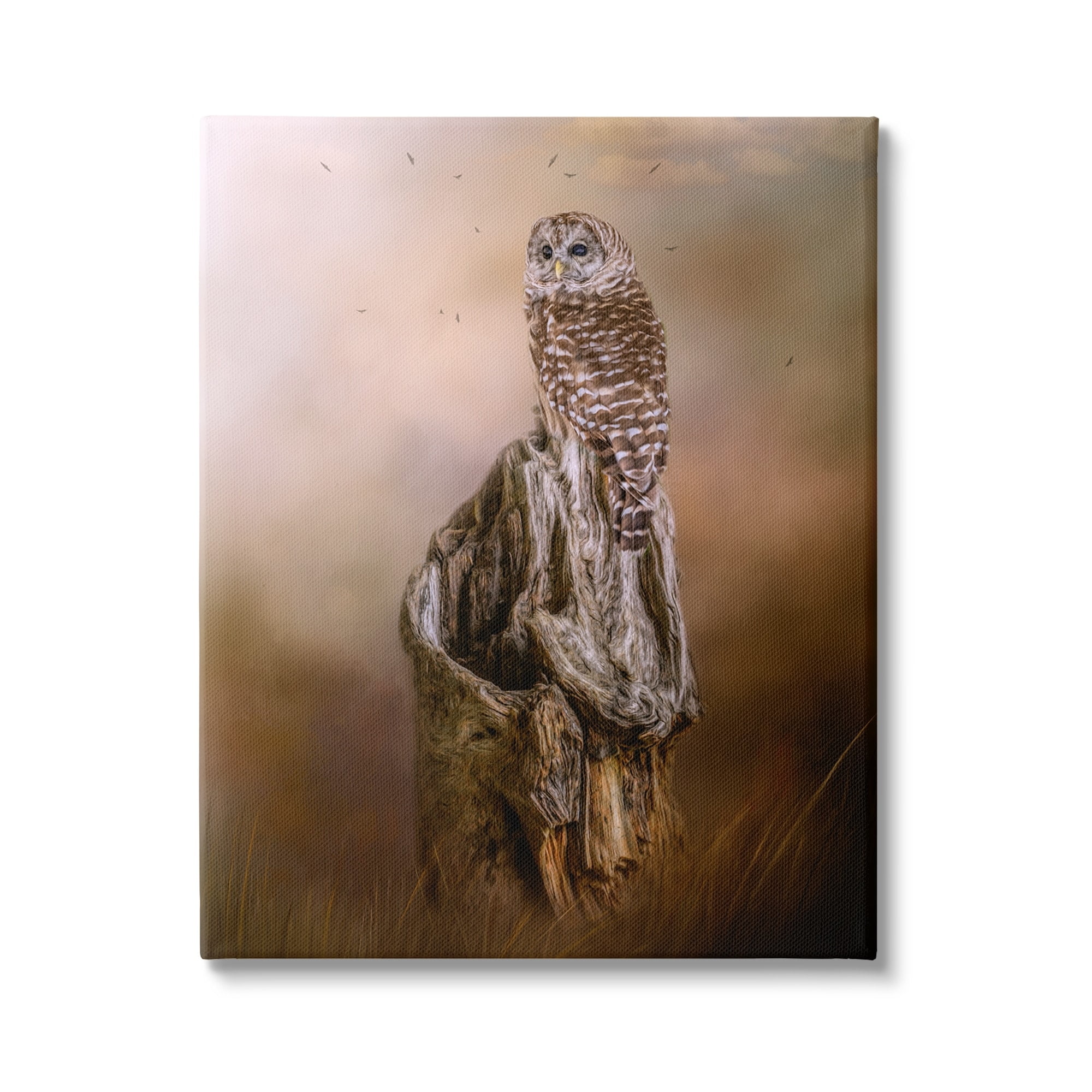 Stupell Barred Owl Perched Tree Trunk Nature Animals & Insects Photography Gallery Wrapped Canvas Print Wall Art
