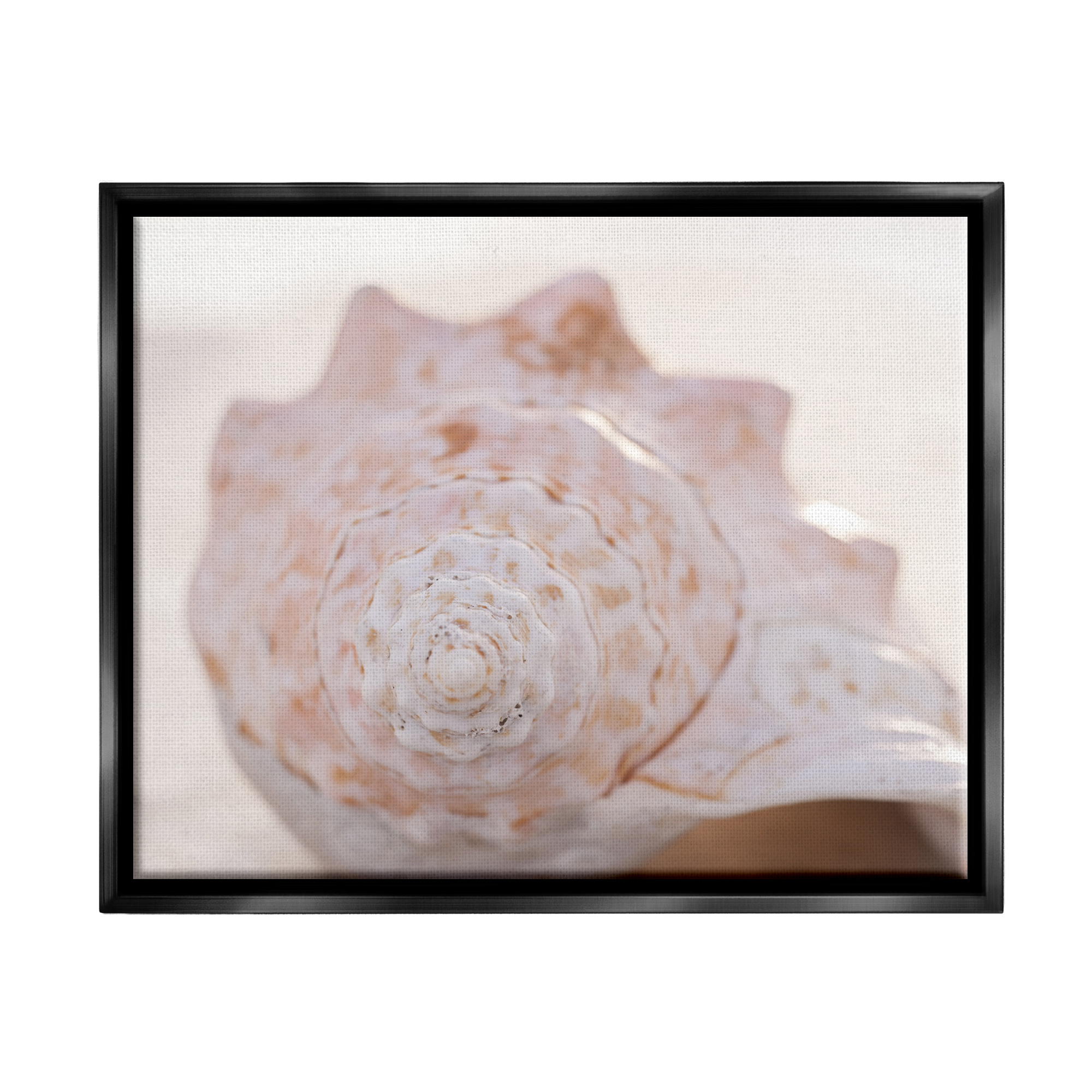 Stupell Beach Life Conch Shell Photography Landscape Photography Black Floater Framed Art Print Wall Art