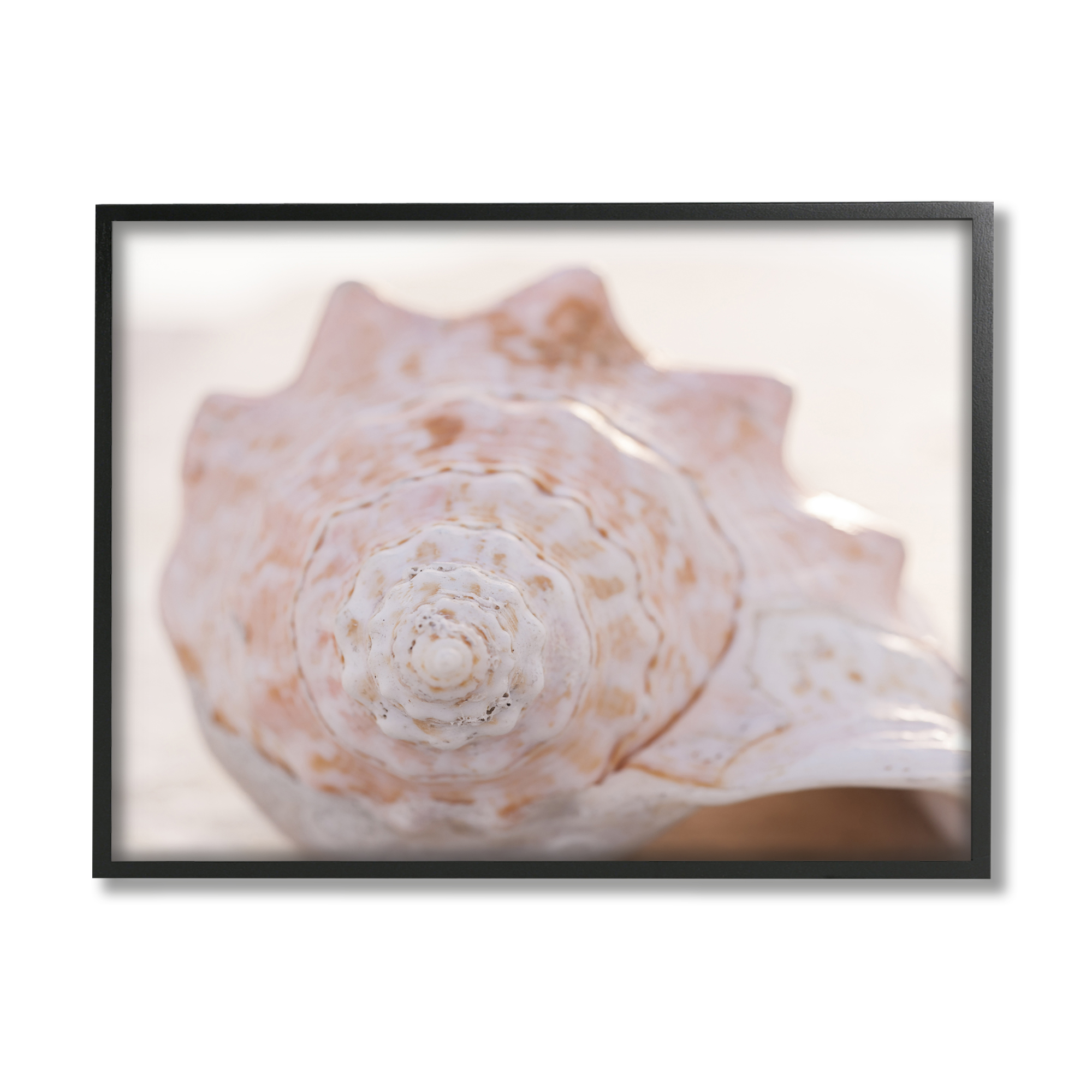 Stupell Beach Life Conch Shell Photography Landscape Photography Black Framed Art Print Wall Art