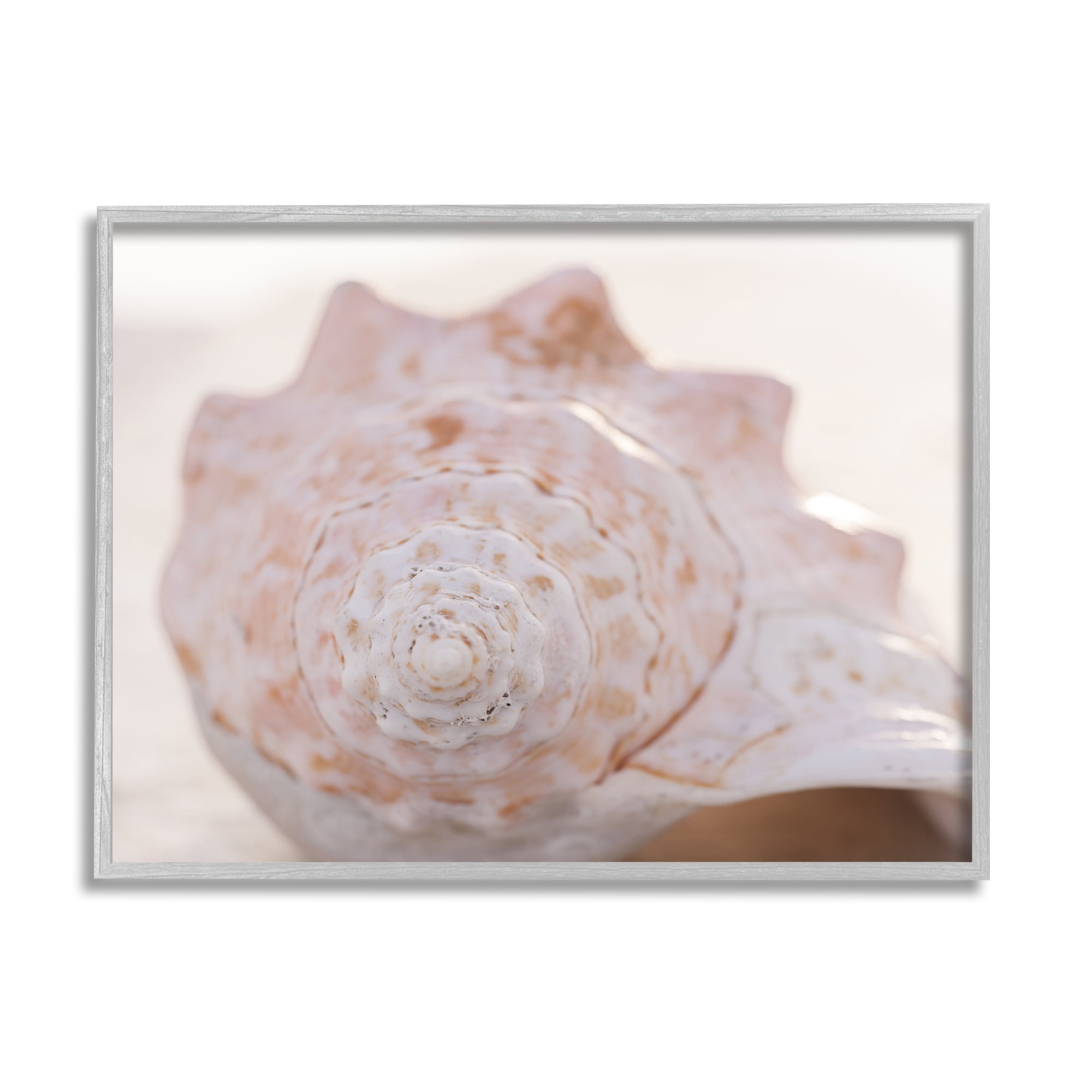 Stupell Beach Life Conch Shell Photography Landscape Photography Gray Framed Art Print Wall Art