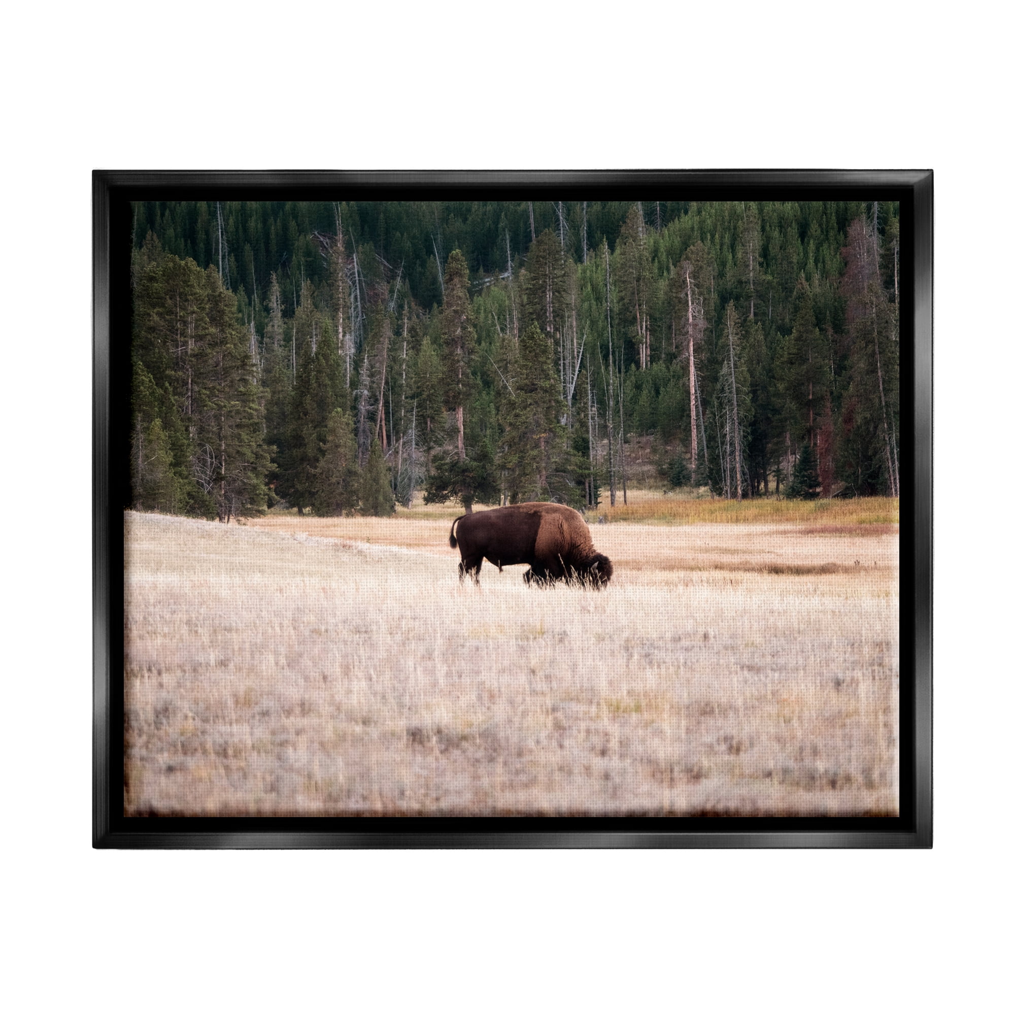 Stupell Bison Grazing Rural Country Landscape Animals & Insects Photography Black Floater Framed Art Print Wall Art