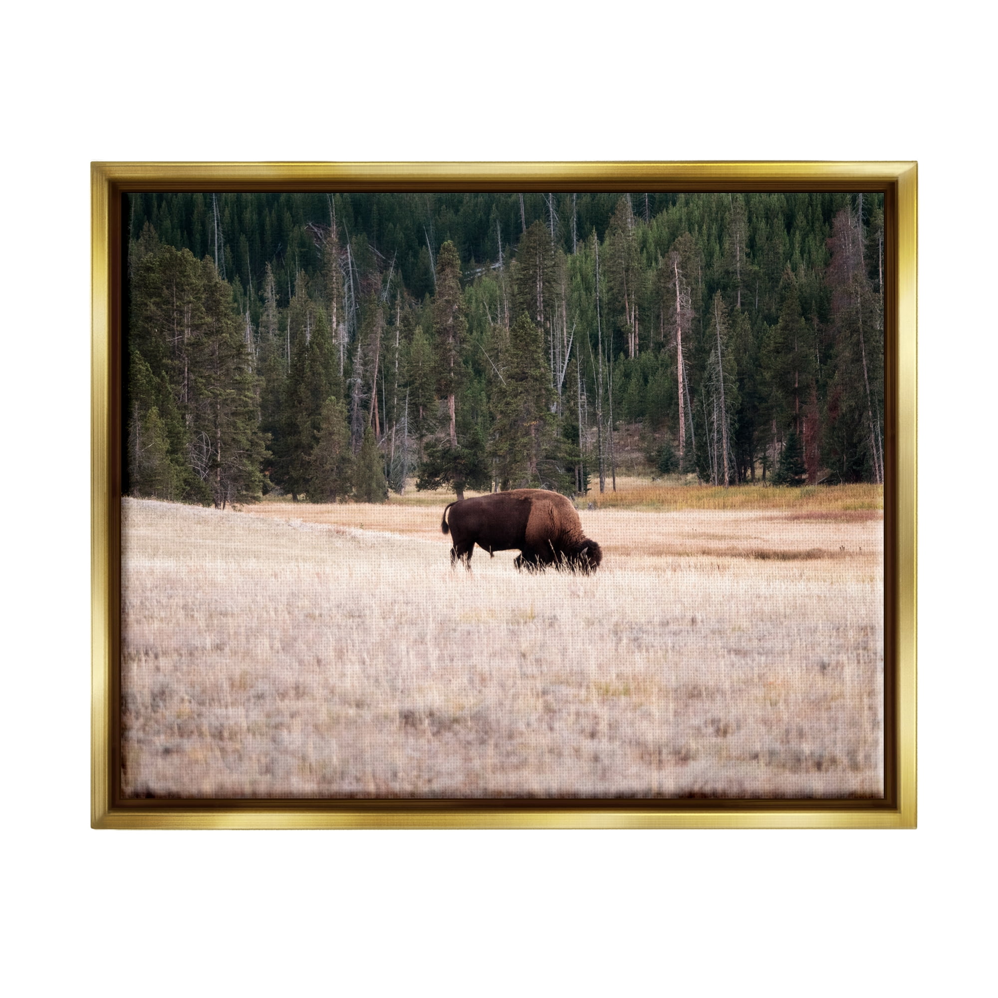 Stupell Bison Grazing Rural Country Landscape Animals & Insects Photography Gold Floater Framed Art Print Wall Art