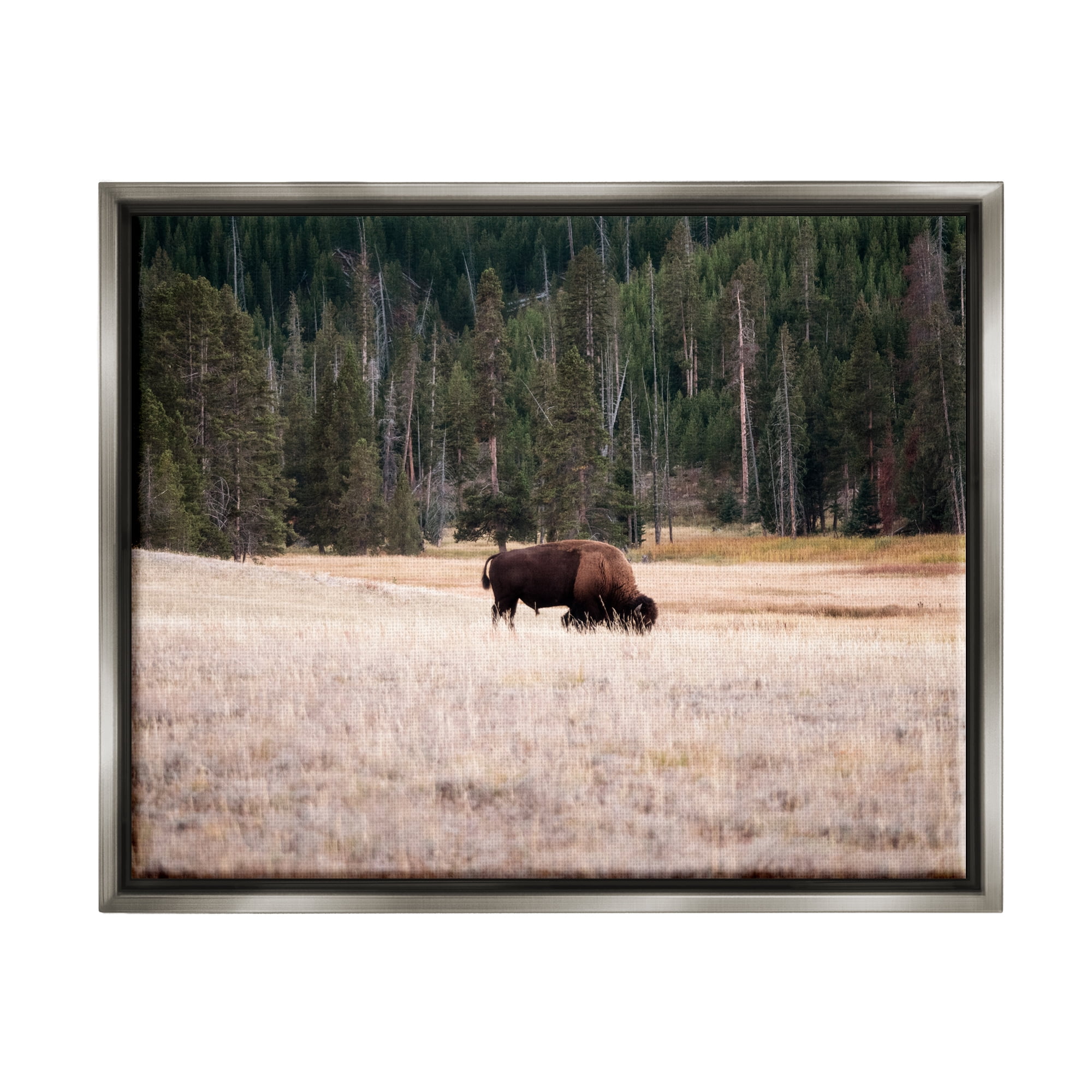 Stupell Bison Grazing Rural Country Landscape Animals & Insects Photography Gray Floater Framed Art Print Wall Art