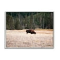 thumbnail image 1 of Stupell Bison Grazing Rural Country Landscape Animals & Insects Photography Gray Framed Art Print Wall Art, 1 of 7