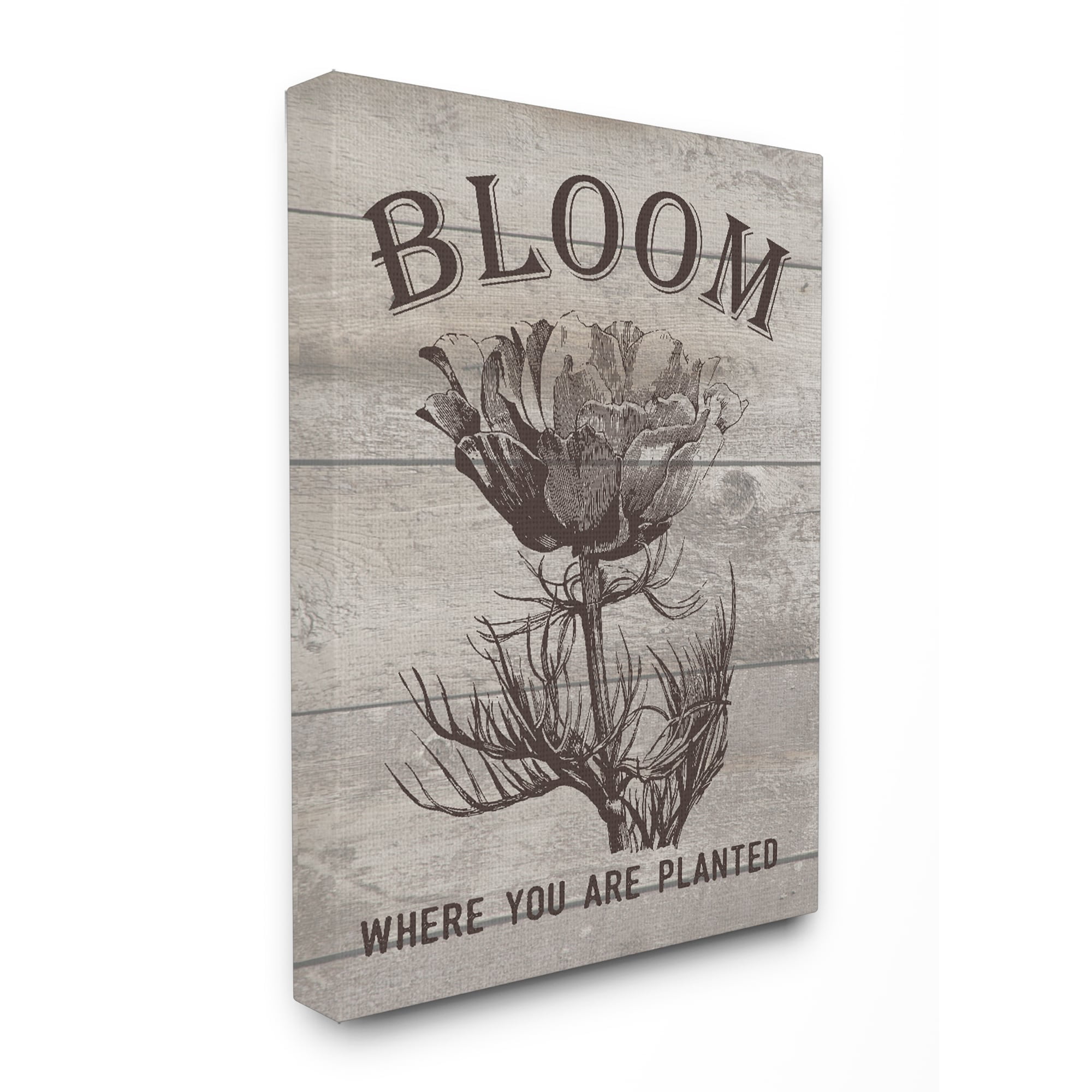 Stupell  Bloom Where You're Planted Vintage Flower Line Drawing Stretched Canvas Wall Art 24 x 30